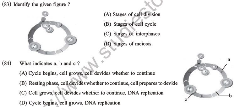 NEET Biology Cell Cycle MCQs Set B, Multiple Choice Questions